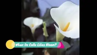 When Do Calla Lilies Bloom? Seasons, Month, Will They flower Every year?