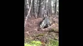Задышала земля в лесу