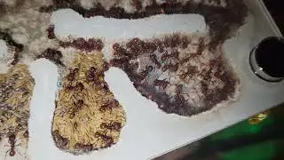 Large Pogonomyrmex occidentalis colony.
