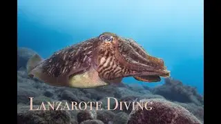 diving Lanzarote