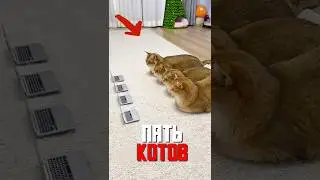 A man from Polotsk trains cats like soldiers!