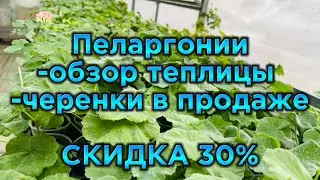 Пеларгонии в моей теплице.СКИДКА 30%. Обзор черенков в продаже #пеларгонии #цветы #комнатныерастения