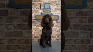 Doggy Daily Episode 348: Woody the Working Cocker Spaniel 🐾 #cockerspaniel #spaniel #doggrooming