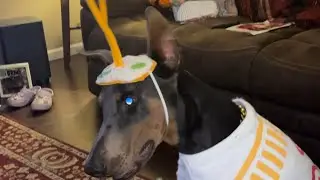 Gemini is ready for halloween 🍜🎃