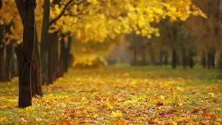 fall No Copyright to Subscriber