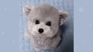 Миленький щенок^^