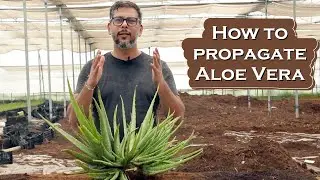 How to Propagate Aloevera Plant at Home || Care & Benefits of Aloevera