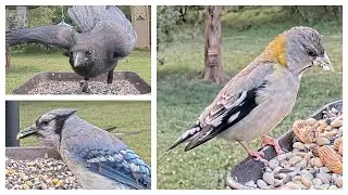 Live Bird Feeder and Wildlife Cam HIGHLIGHTS - Week of 06-11-23