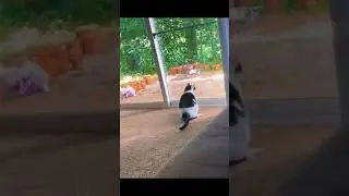 Free Laugh - Funny vid 6 #shorts