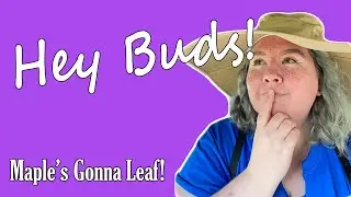 Hey Buds! | Time for me to Leaf | Maple #shorts