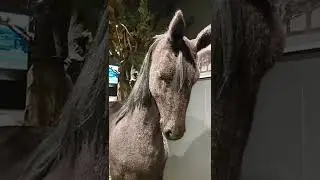 Sivas Hamidiye Savaş Atları Müzesi