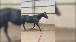 На днях с Хади Джи, кавессон и посмотрим вторую конюшню.
