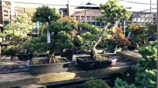 WindyBank Bonsai