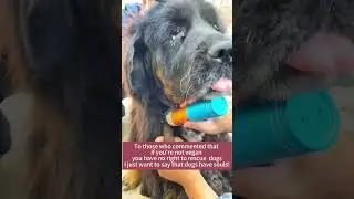 Dogs have souls!To those who commented that if you're not vegan you have no right to rescue dogs