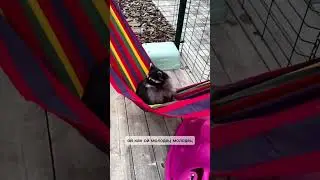 Еноты в новом гамаке! Насколько хватит?