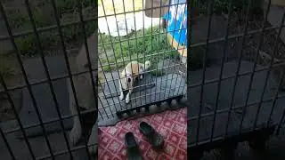 мы в ответе за тех кого приручили