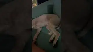 #doglover