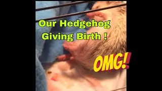 OMG | We didn’t know she was Pregnant! | Hedgehog LIVE BIRTH !!