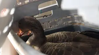 Operation Get Goose
