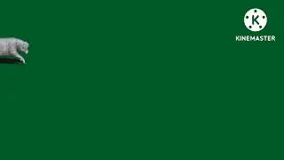 green screen sheep || green screen video || green screen animal ||