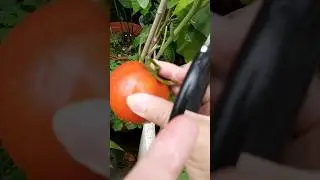 Kamatis serye sa Paso #food #gardening #tomato #tomatoes