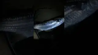 поймали рыбу лопатой на испанском пляже!