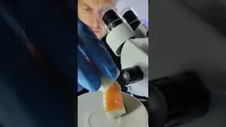 СУШИ И ЧЕРВИ ПОД МИКРОСКОПОМ