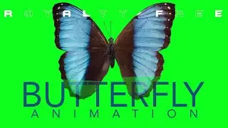 Butterfly animation | Green Screen | Royalty Free