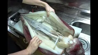 Cận cảnh làm thịt mực ống siêu to khổng lồ trên thuyền câu - Giant Squid