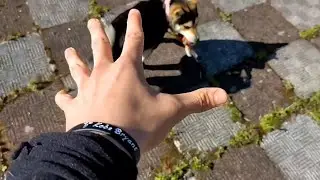 Misión del día: Hacer una FOTO a todos los PERROS que veas
