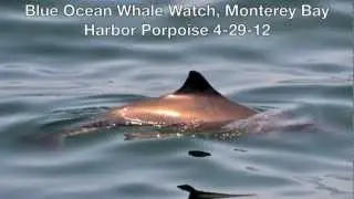 Harbor Porpoise 4-29-12 BLUE OCEAN WHALE WATCHING MONTEREY BAY