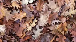 Autumn steps  Calm music for relaxation, study and background