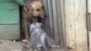 Знакомство кошечки Дуни с Дружком:))) Смешное видео, видео прикол:)
