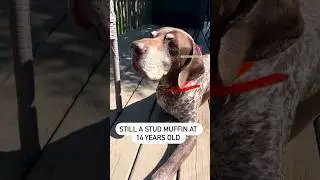 My 14 y.o handsome guy! #doglover #huntingdog #gsp #cutedog #dogshorts #handsome #adorabledog #reels