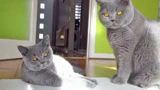 The Laziest Cat Fight Ever!!!