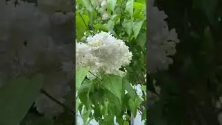 Цвіте бузок! Дуже гарно!