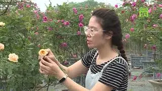 VTC16 - BÍ QUYẾT CHĂM SÓC HOA HỒNG MÙA HÈ CỦA PHẠM THIÊN TRANG