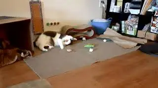 Playful Remy boy