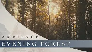 Evening Forest - Calm Woodland Sounds, Gentle Breeze, Birdsong