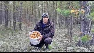 ГРИБНОЕ НАШЕСТВИЕ МОХОВИКОВ! ГРИБОВ МНОГО НЕ БЫВАЕТ, ИХ ПРОСТО ТЬМА ТУТ! СИБИРСКАЯ ГРИБАЛКА 2024 г