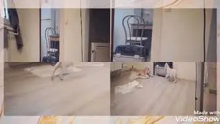 Малыши перед отправкой владельцам. 2 мес