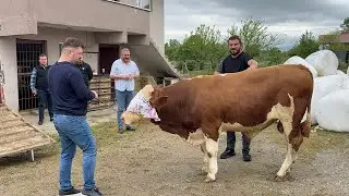 SAKARYAYA DAMIZLIK BOĞA ALMAYA GİTTİK