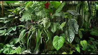 LUSH Rainforest Tropical Home Garden - a Quick Tour | 