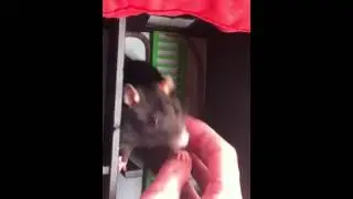 Rats