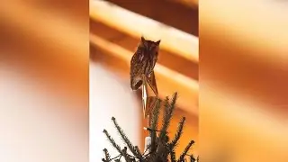 Family finds owl hiding in Christmas tree