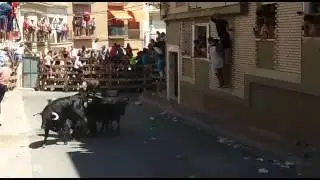 Grave cogida en el tradicional encierro de Blanca 2015