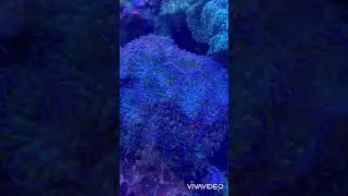 Коралл морской