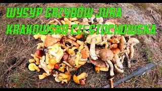 Wysyp Grzybów Jura Krakowsko Częstochowska
