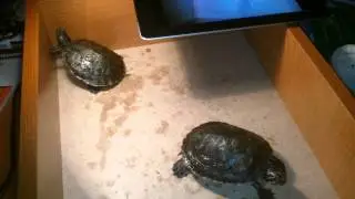 Черепахи танцуют под песню bonie tyler