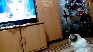 КИНОМАНИЯ КОТА